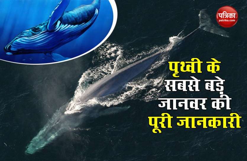 What is the Blue Whale, spotted off Sydney coast for third time in century सिडनी में नजर आई Blue Whale के बारे में कितना जानते हैं