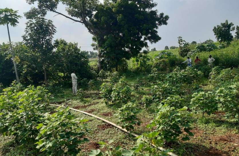 ganja crop सब्जियों के बीच उगा रखा था ये खतरनाक पौधा... पुलिस के भी पसीने छूटे