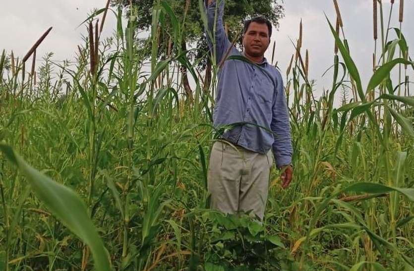 देसी बीज और जैविक खाद का कमाल, ग्यारह फीट का बाजरा देसी बीज और जैविक खाद का कमाल, ग्यारह फीट का बाजरा