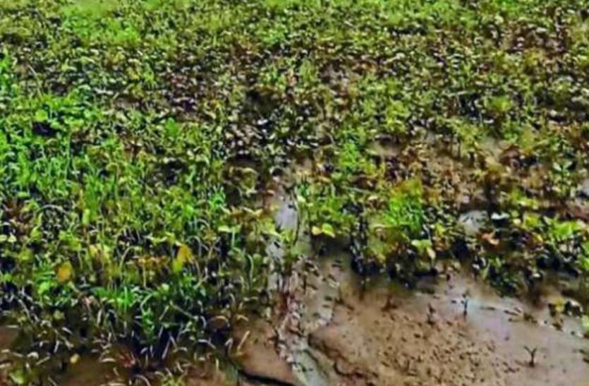 एमपी में बाढ़ से कितना नुकसान, केन्द्रीय दल तीन दिनों तक पांच जिलों का करेगा दौरा एमपी में बाढ़ से कितना नुकसान, केन्द्रीय दल तीन दिनों तक पांच जिलों का करेगा दौरा