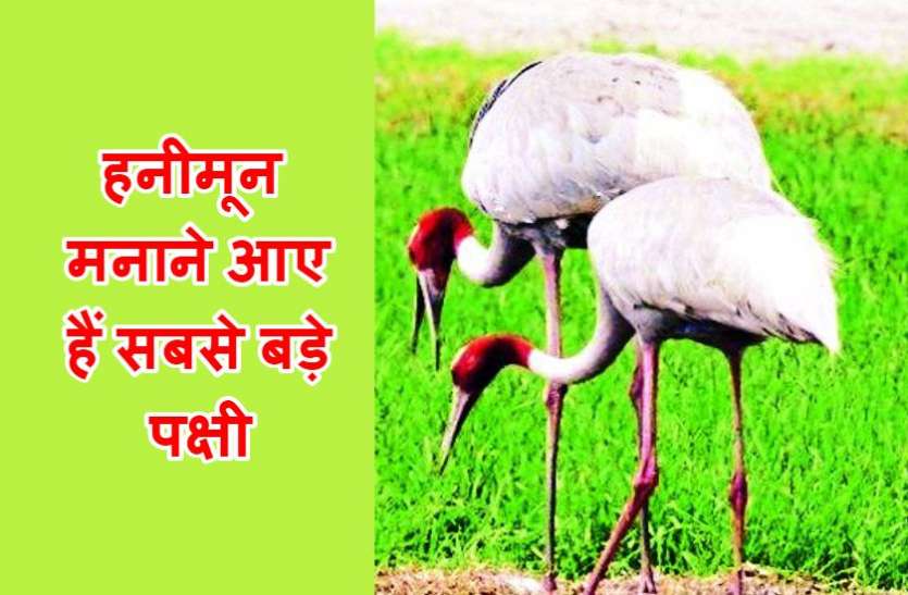 हनीमून ट्रिप पर सिंध नदी किनारे आए विश्व के सबसे बड़े उडऩे वाले पक्षी हनीमून ट्रिप पर सिंध नदी किनारे आए विश्व के सबसे बड़े उडऩे वाले पक्षी, करते हैं बैले नृत्य