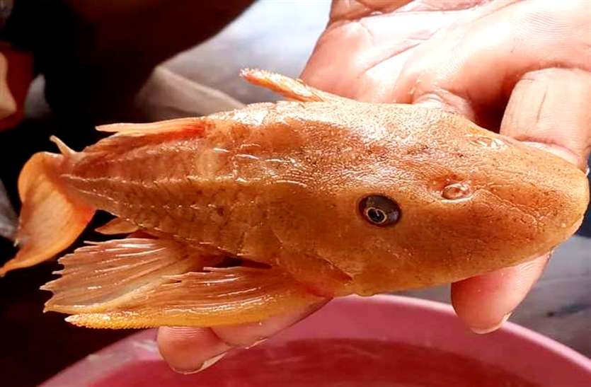 Succer Catfish अमेरिका के अमेजन नदी की सकर कैटफिश गंगा में पायी गई, हर कोई हैरान
