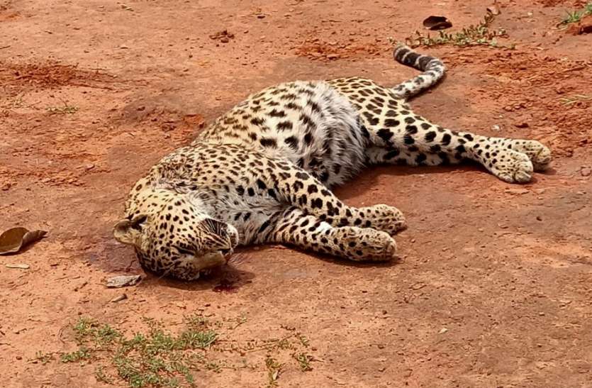 Leopard found dead body, feared mutual conflict with tiger तेंदुआ का मिला शव, बाघ के साथ आपसी संघर्ष की आशंका