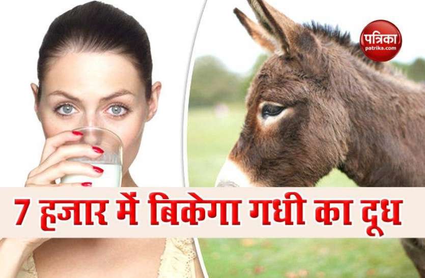 donkey1.jpg गधी के दूध में मौजूद एंटी एजिंग तत्व से बुढ़ापा रहता है कोसो दूर, 7 हजार रुपए लीटर है इसकी कीमत