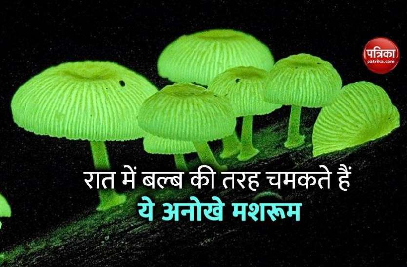 mashroom1.jpg गोवा के जंगलों में दिखे रहस्यमयी मशरूम, रात के अंधेरे में इनसे निकलती है रौशनी