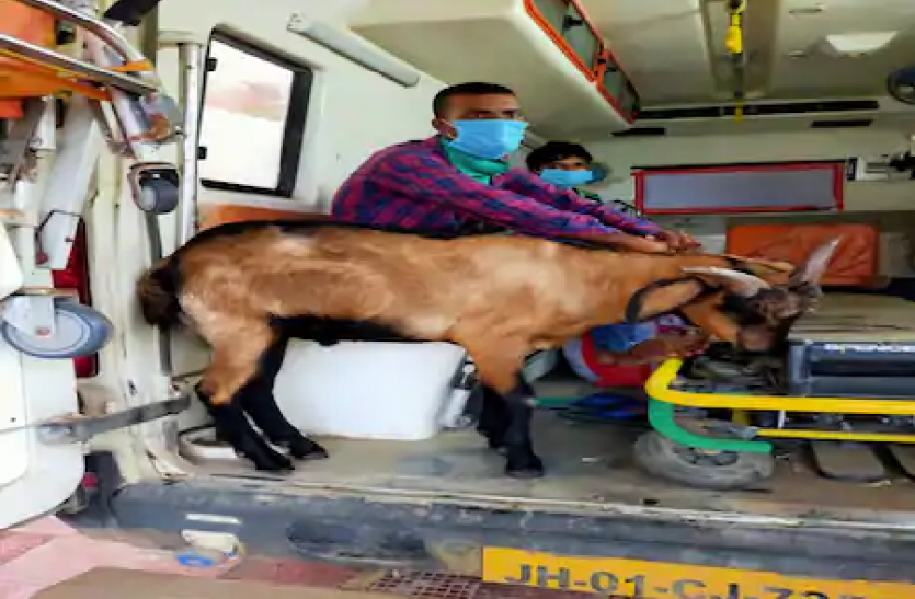 Goat Tried To Go With Coronavirus Patient Owner In Ambulance In Simdega Jharkhand जब Coronavirus संक्रमित मालिक के साथ अस्पताल जाने लगा बकरा, दृश्य देख हर कोई हुआ भावुक