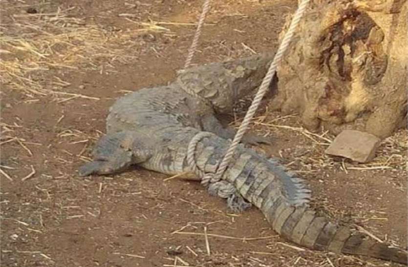रस्सी से बांधकर ग्रामीण सड़कों पर घसीटते रहे मगरमच्छ, वन विभाग से कर डाली 50 हजार की मांग रस्सी से बांधकर ग्रामीण सड़कों पर घसीटते रहे मगरमच्छ, वन विभाग से कर डाली 50 हजार की मांग