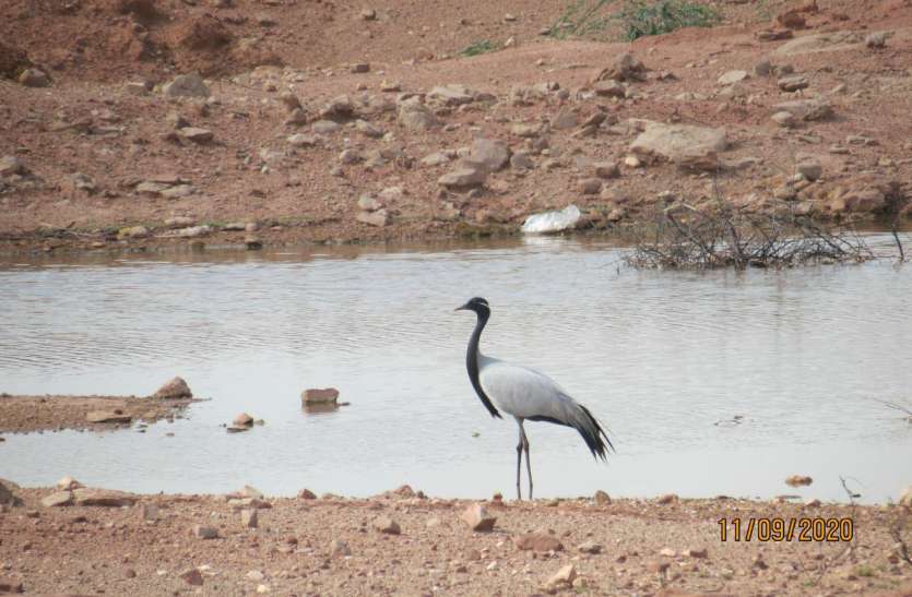 Kurja in Khichan पड़ाव स्थल पर उतरा प्रवासी परिन्दों का लीडर