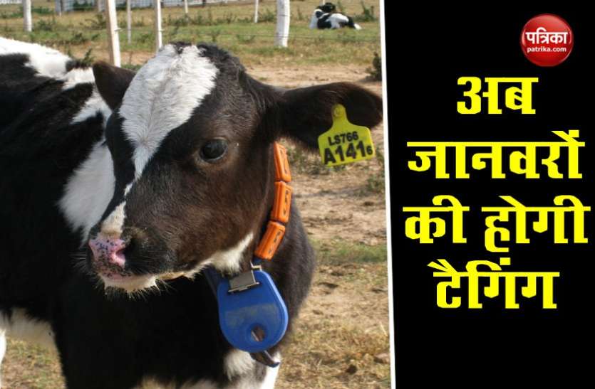 tagging1.jpg UID- Pashu Aadhaar : अब पशुओं का भी होगा पहचान नंबर, खरीदने-बेचने में होगी आसानी