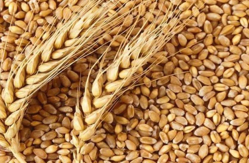 WHEAT--- कुपोषण खत्म करने में मददगार होगी गेहूं की एचआइ-1605 किस्म WHEAT--- कुपोषण खत्म करने में मददगार होगी गेहूं की एचआइ-1605 किस्म