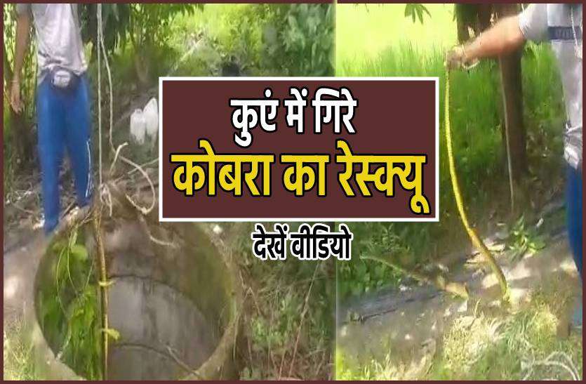 cobra.jpg कुएं में फुफकार रहा था कोबरा, सर्प विशेषज्ञ ने बचाई जान, देखें वीडियो