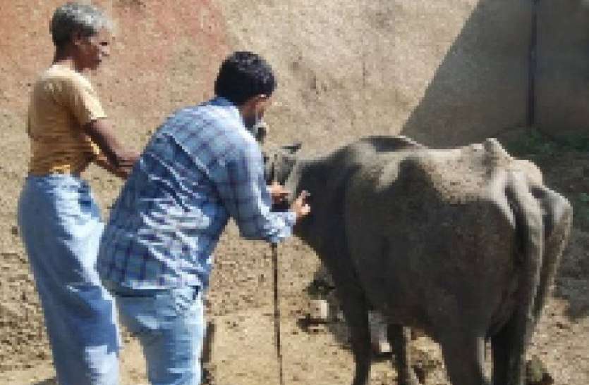 पशु चिकित्सा टीम ने शुरू किया इलाज पशु चिकित्सा टीम ने शुरू किया इलाज