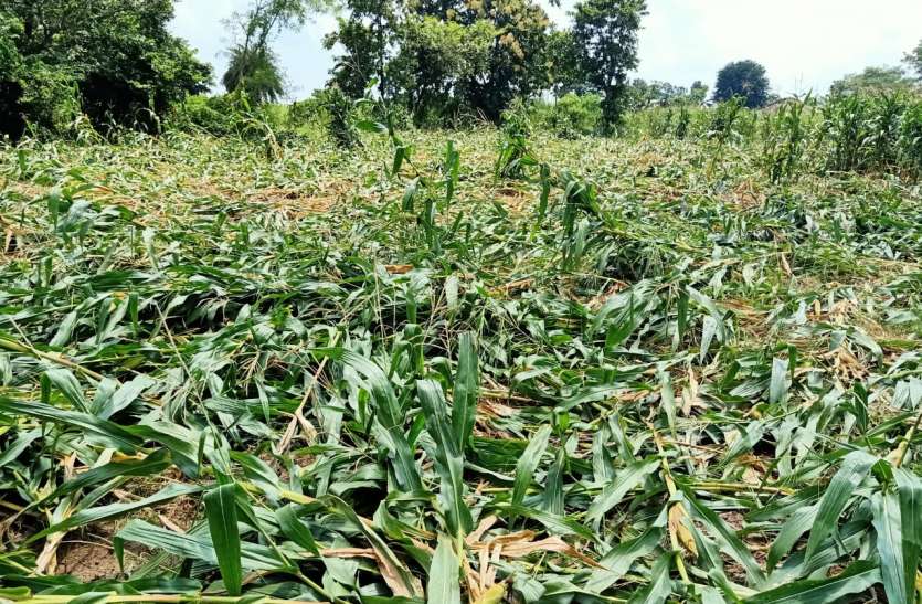 Urea becoming fatal for paddy crop धान की फसल के लिए घातक बन रहा यूरिया