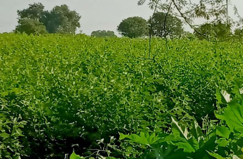 मौसम ने छोड़ा साथ, बोवनी हो सकती है लेट मौसम ने छोड़ा साथ, बोवनी हो सकती है लेट