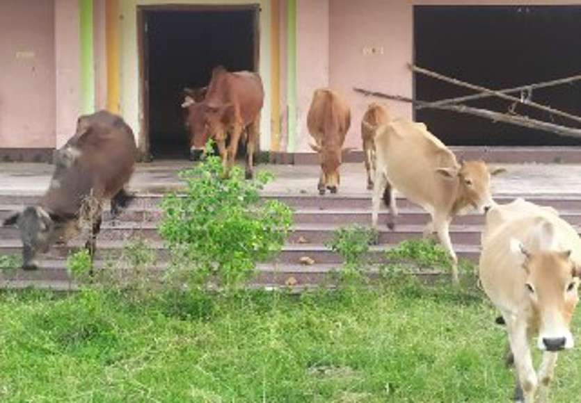 जनता के पैसों की बर्बादी: 1 करोड़ के थ्री स्टार मोटल में अब नहीं आते पर्यटक, यहां रंभाती हैं गायें, सब कबाड़ में तब्दील