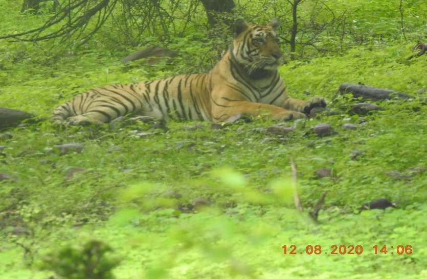mukundara tigress बाघिन एमटी-4 की तबीयत में सुधार, पहले से बेहतर कर रही महसूस