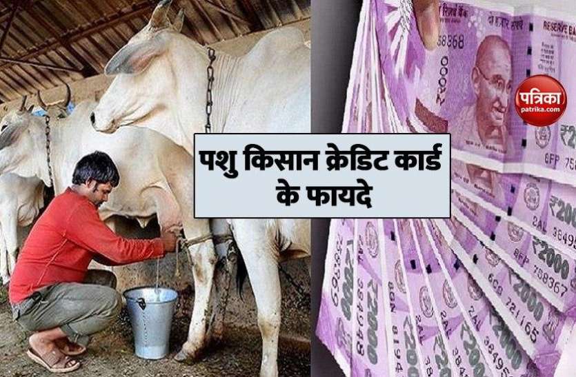 pashu1.jpg Pashu Kisan Credit Card : पशु खरीद पर बिना गारंटी के मिलेगा 1.60 लाख रुपए तक का लोन, 57 हजार लोगों के आवेदन हुए स्वीकार