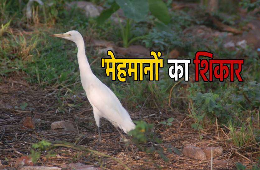 shikar.jpg हजारों किलोमीटर दूर से आए विदेशी 'मेहमानों' का हो रहा शिकार