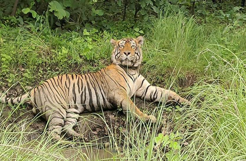 tiger mt1mukundara कहां गया, 27 दिन से नहीं कोई खबर, मुकुन्दरा हिल्स टाइगर रिजर्व में नहीं दिख रहा बाघ एमटी-1