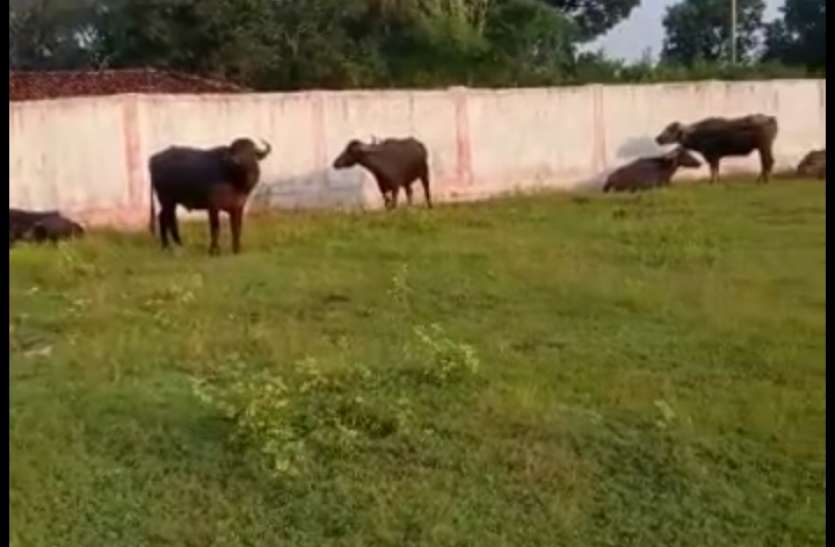 Two accused, including 10 cattle arrested in cattle smuggling, Chhatti पशु तस्करी में 10 मवेशी सहित दो आरोपी गिरफ्तार, पैदल मवेशियों को बांध ले जा रहा था छत्तीसगढ़