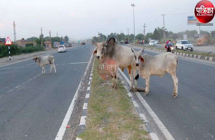 हाइवे पर टोल कम्पनियों की मनमानी, नहीं हटाए मवेशी, बुझ रहे ‘चिराग’ हाइवे पर टोल कम्पनियों की मनमानी, नहीं हटाए मवेशी, बुझ रहे ‘चिराग’