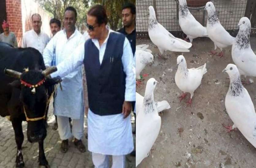ghaziabad2.jpg अखिलेश सरकार में पुलिस ने बरामद की थी आजम की भैंस, अब योगी की पुलिस ढूंढ रही कबूतर