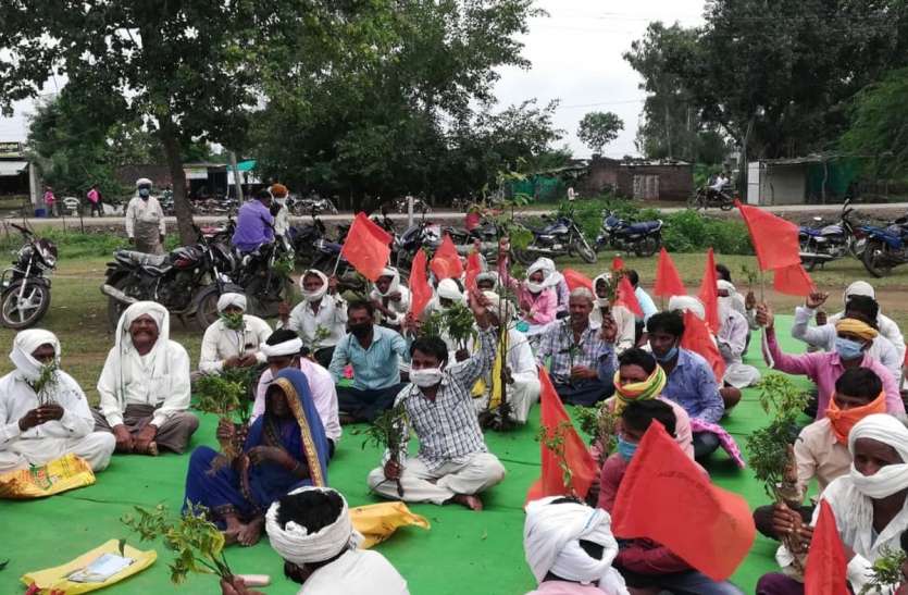 protest farmer Protest - कपास और मिर्च के खराब हुए पौधे लेकर तहसील पहुंचे किसान