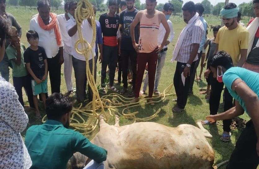 एक नंदी को 80 फीट गहरे कुएं से निकालने लगा दी जान की बाजी एक नंदी को 80 फीट गहरे कुएं से निकालने लगा दी जान की बाजी