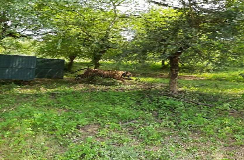 mukundara baghin mt 4 बाघिन एमटी-4 के इलाज के लिए एक्सपर्ट़्स की सलाह