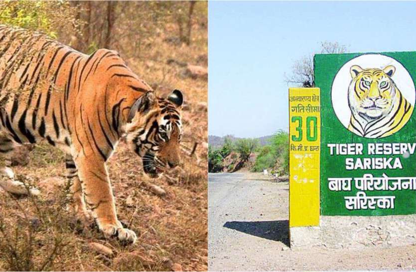 Sariska Tiger Reserve Will Reopen From 1st October in Corona Time कोरोना के साए में पर्यटकों को बाघ दिखाने की तैयारी, एक अक्टूबर से पर्यटकों के लिए खुलेगा सरिस्का, जानिए नियम
