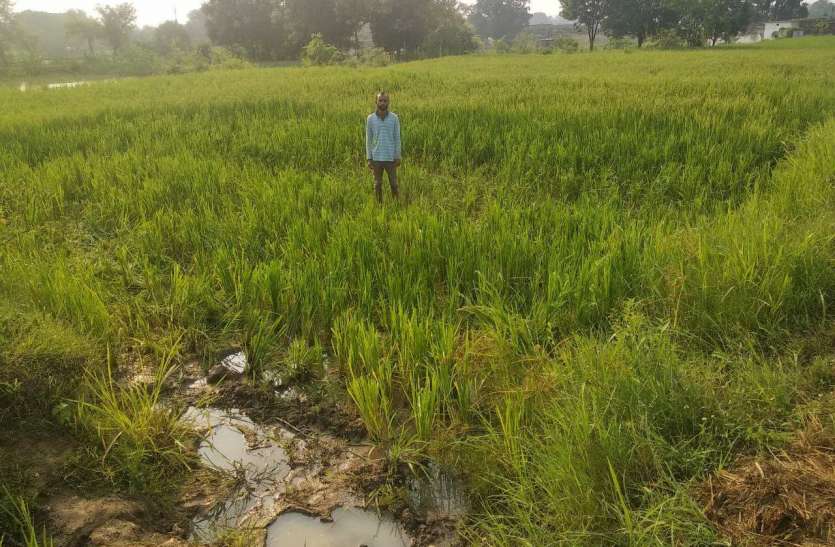 बांधवगढ़ नेशनल पार्क के धमोखर बफर क्षेत्र में जंगली हाथियों का उत्पात बांधवगढ़ नेशनल पार्क के धमोखर बफर क्षेत्र में जंगली हाथियों का उत्पात