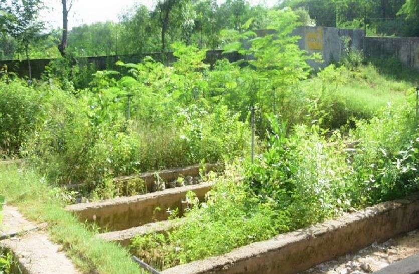 हरियाली के लिए हो रही है पौधों की बिक्री हरियाली के लिए हो रही है पौधों की बिक्री