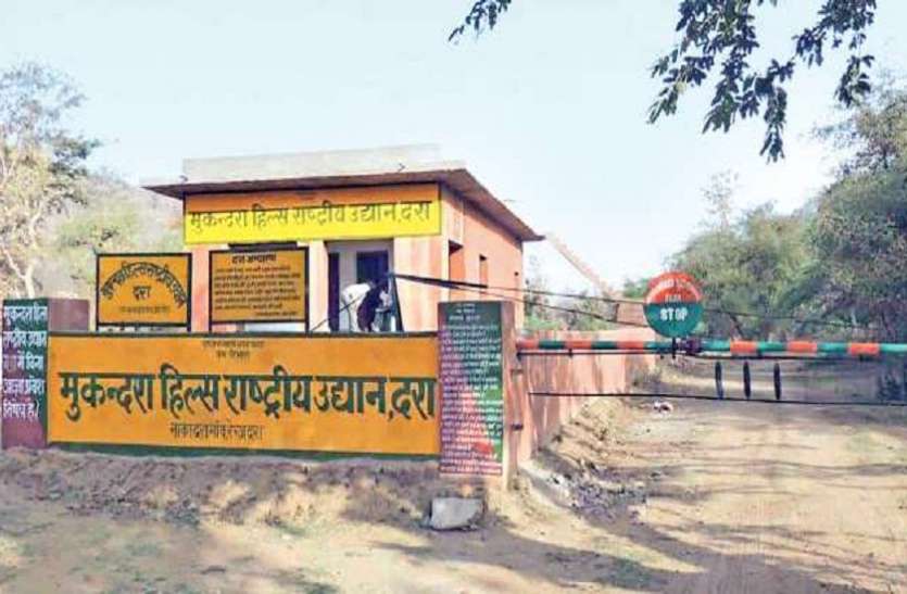 एक माह से अंधेरे में तीर चला रहा वन विभाग, बाघ का साया तक नजर से दूर एक माह से अंधेरे में तीर चला रहा वन विभाग, बाघ का साया तक नजर से दूर