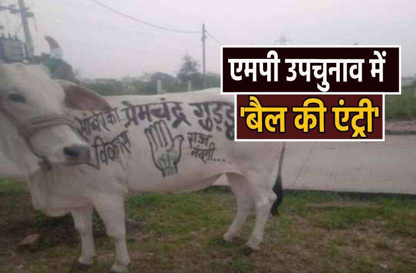 bull.jpg उपचुनाव में बैल की एंट्री, सोशल मीडिया पर वायरल हो रही तस्वीर