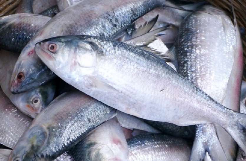 BSF Seizes Hilsa From Bangladesh - बांग्लादेश से लाई जा रही हिलसा मछली  पकड़ाई | Patrika News