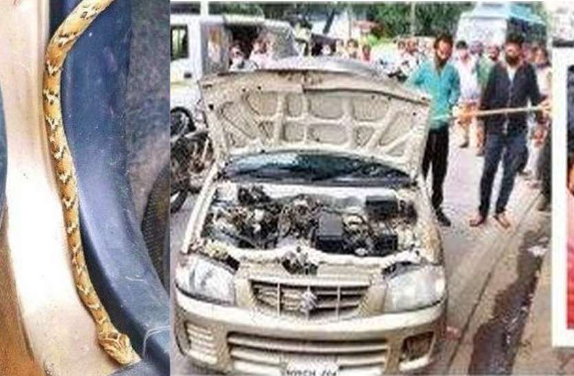 हिमालय के जंगलो में रहने वाला सबसे जहरीला सांप इंदौर में मिला, 5 लोगों को मार सकती है जहर की एक बूंद हिमालय के जंगलो में रहने वाला सबसे जहरीला सांप इंदौर में मिला, 5 लोगों को मार सकती है जहर की एक बूंद