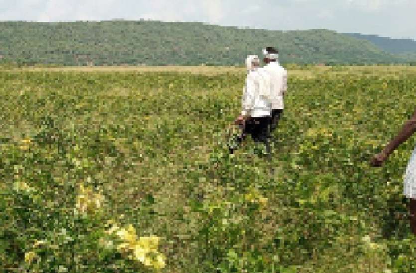 बरसात से सूखती फसलों को मिला जीवनदान बरसात से सूखती फसलों को मिला जीवनदान