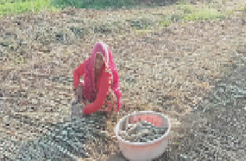 Agriculture farming : बाजरे के सिट्टे में नुकसान Agriculture farming : बाजरे के सिट्टे में नुकसान