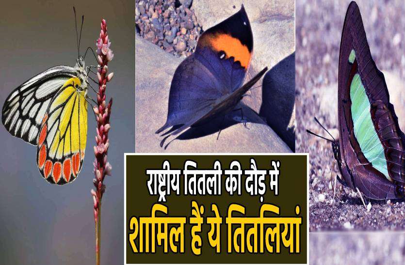 butterfly.jpg राष्ट्रीय तितली की दौड़ में शामिल हैं मध्यप्रदेश की ये तीन तितलियां