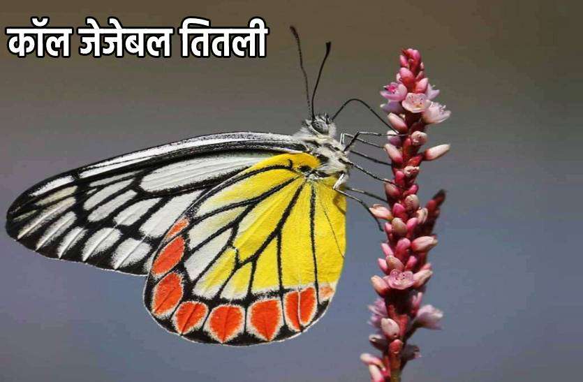 call_jejebal_butterfly.jpg