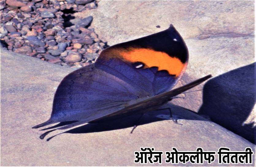 orange_oceleef_butterfly.jpg