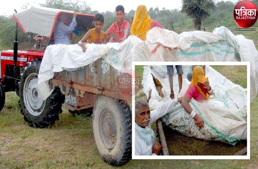 यहां मूंग पर आफत बनकर बरसी बारिश की बूंदें, किसान मायूस यहां मूंग पर आफत बनकर बरसी बारिश की बूंदें, किसान मायूस