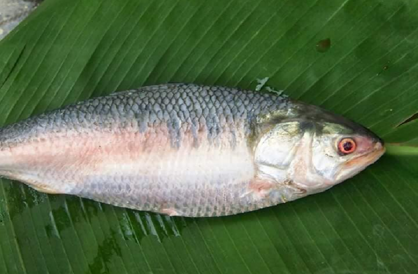 2-5-kgs-pulasa-fish-sold-to-21-thousand-in-east-godavari-andhrapradesh