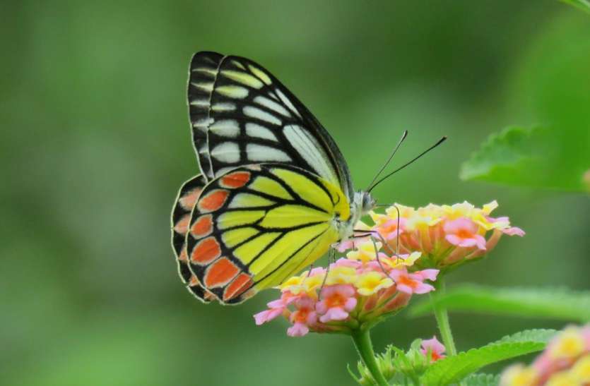 common_jejebel.jpg राजस्थान में मिलने वाली ‘कॉमन जेजेबेल’ राष्ट्रीय तितली बनने की दौड़ में