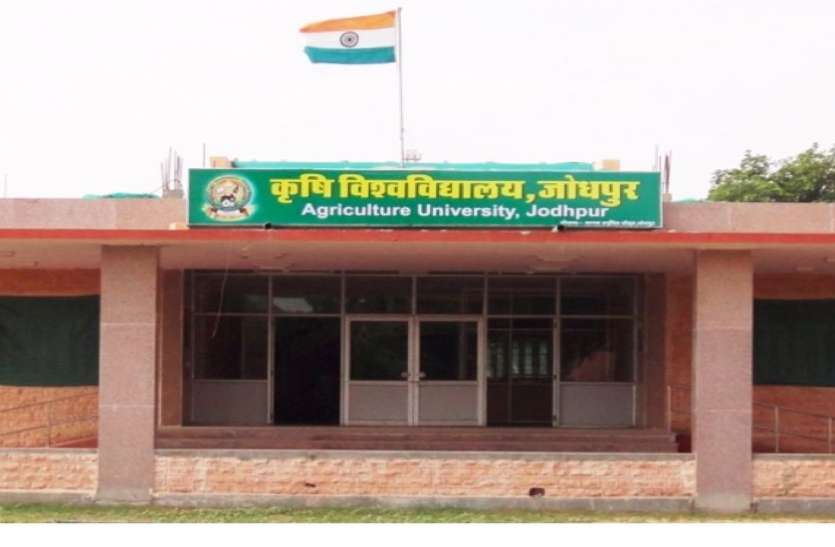 AGRI UNIVERSITY---30 हजार हॉलर में मूंग-मोठ-बाजरे की 300 किस्मों पर प्रयोग, 12 का ट्रायल सफल AGRI UNIVERSITY---30 हजार हॉलर में मूंग-मोठ-बाजरे की 300 किस्मों पर प्रयोग, 12 का ट्रायल सफल