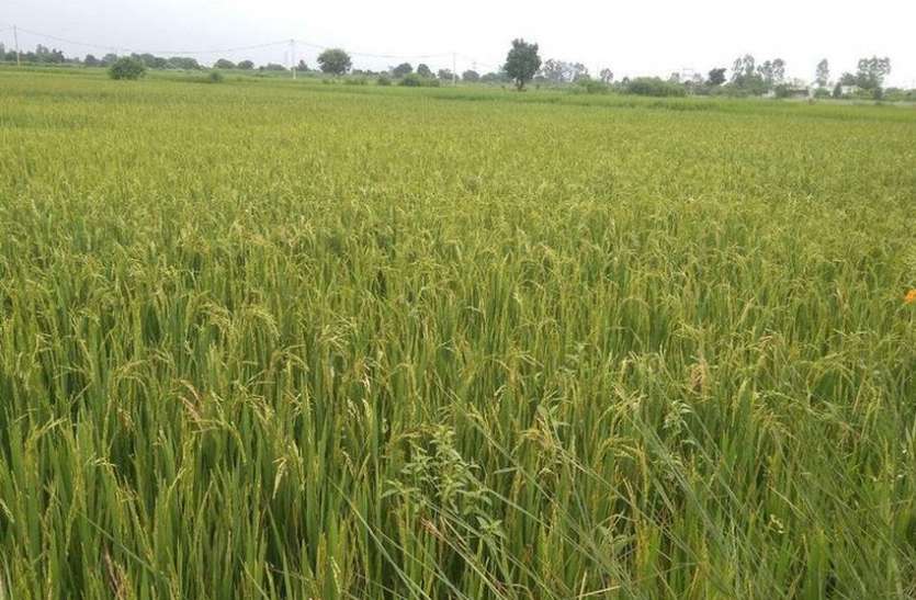 Rain, crops, farmers, heat, vegetable, relief, road, water logging लंबे समय बाद मेघ हुए मेहरबान, फसलों में आई जान