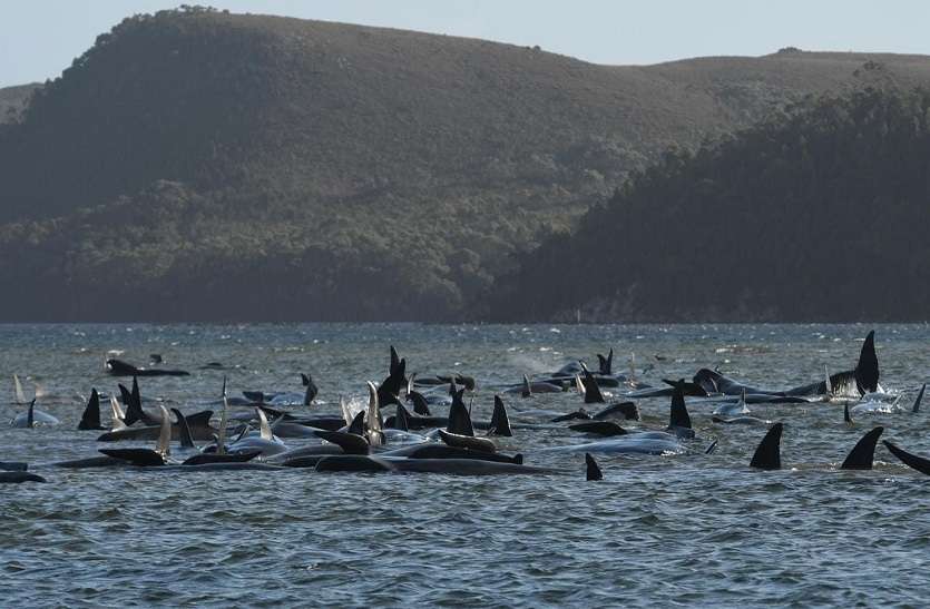 तस्मानिया के तट पर आखिर क्यों मारी गई 380 व्हेल मछलियां PILOT WHALES : तस्मानिया के तट पर आखिर क्यों मारी गई 380 व्हेल मछलियां