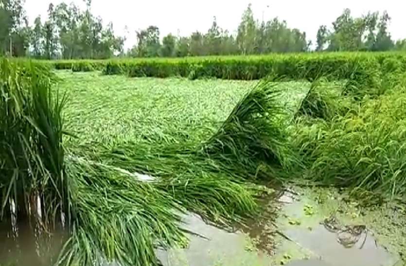 रात भर की बारिश ने तोड़ी अन्नदाताओं की कमर, धान की फसल हुई जलमग्न रात भर की बारिश ने तोड़ी अन्नदाताओं की कमर, धान की फसल हुई जलमग्न