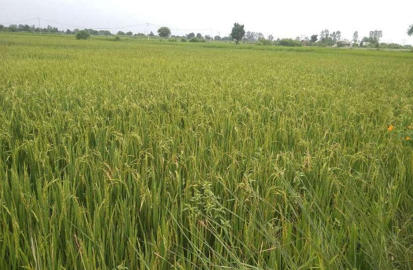 बेजान हो रही हजारों एकड़ की फसलों में अचानक ऐसे आ गई जान, अन्नदाता खुश बेजान हो रही हजारों एकड़ की फसलों में अचानक ऐसे आ गई जान, अन्नदाता खुश