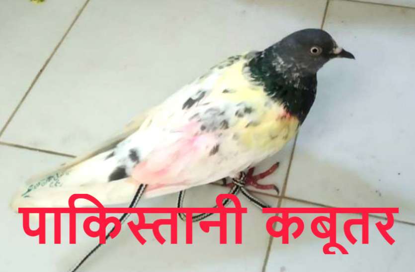 kabootar गुब्बारों के बाद पाकिस्तान से आया कबूतर, पंखों पर लिखा है ये